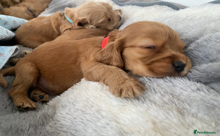 Cocker Spaniel dogs - Advert 2