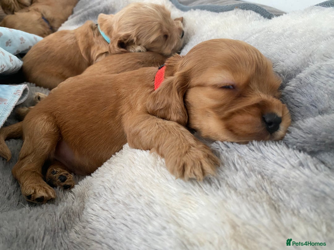 Cocker Spaniel dogs for sale: KC Reg Show Type Golden Cocker Spaniel puppies - Image 14