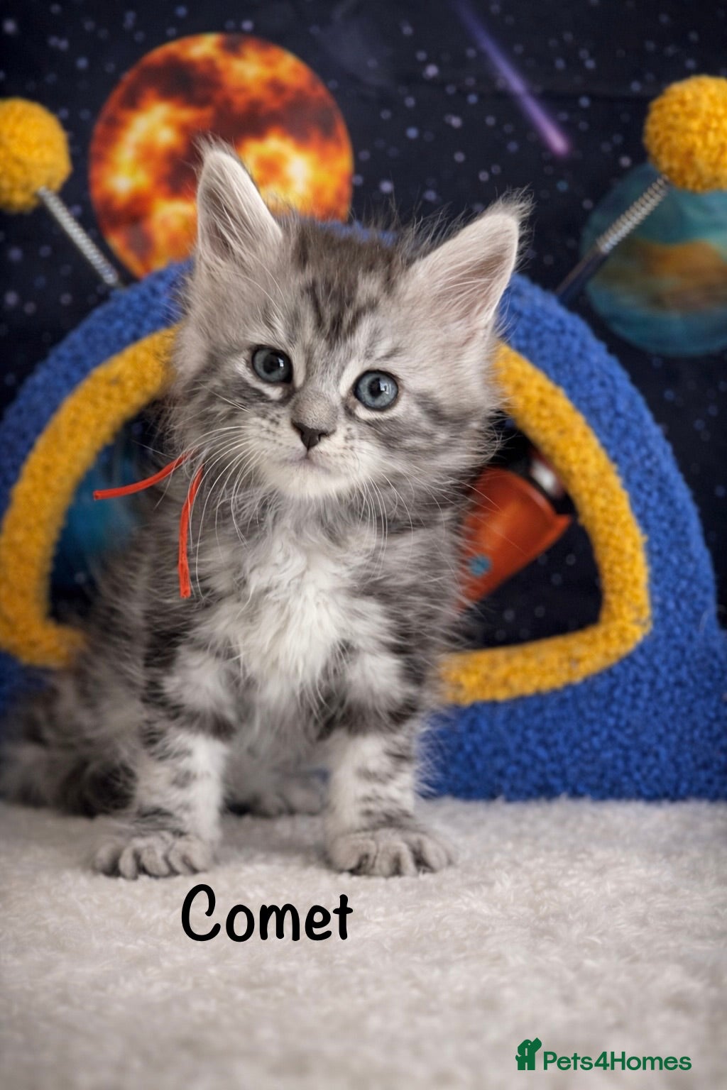 Maine Coon cats TICA Registered Maine Coon Kittens 3 GIRLS LEFT❤️  - Advert 2