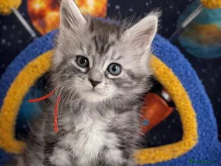 Maine Coon cats TICA Registered Maine Coon Kittens 3 GIRLS LEFT❤️ - Advert 2