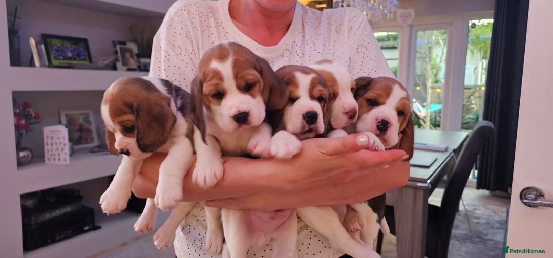 Beagle dogs for stud: Loki is our name- KC name is Fallowfield Chestnut  - Advert 2