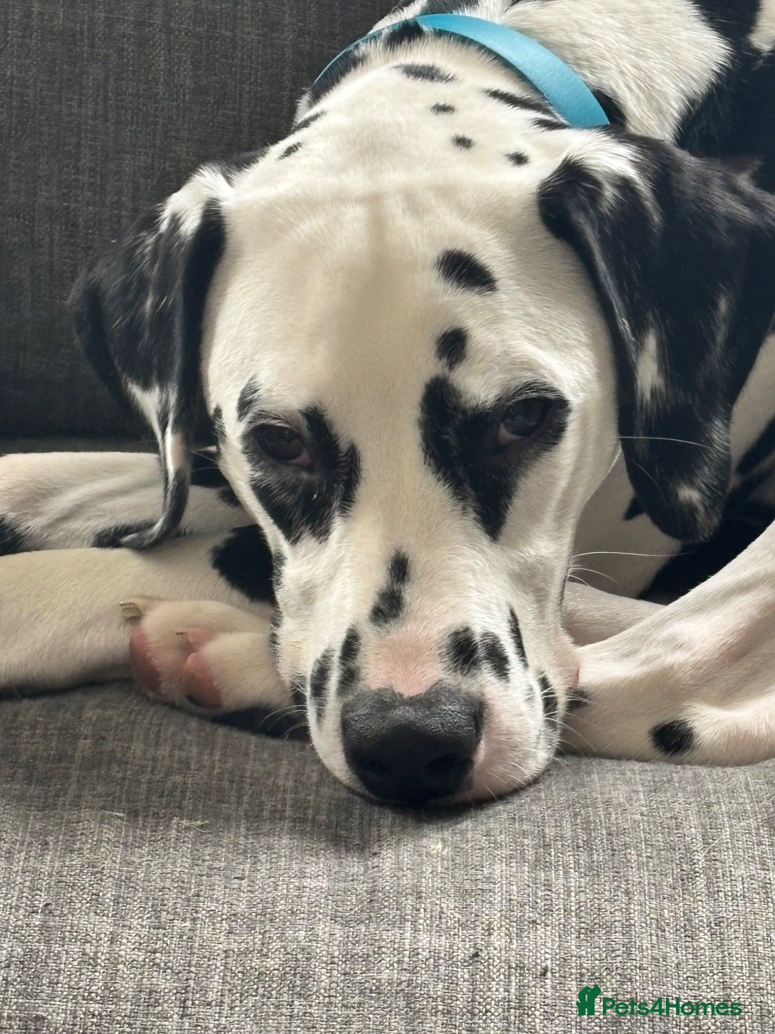 Dalmatian dogs Dalmatian looking for his new home  - Advert 3
