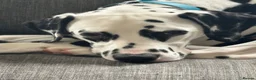 Dalmatian dogs for sale: Dalmatian looking for his new home  - Advert 1