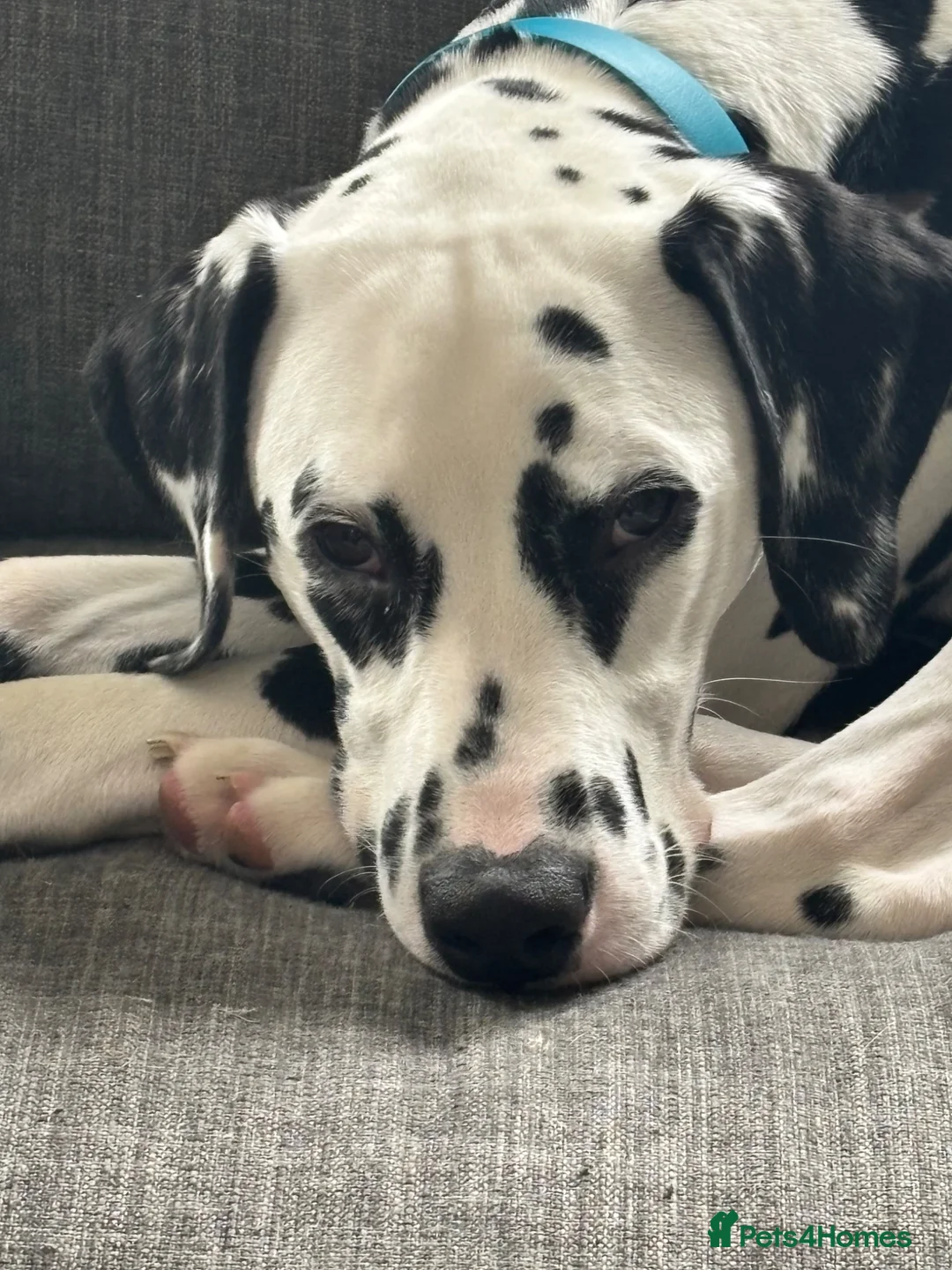 Dalmatian dogs for sale: Dalmatian looking for his new home  - Advert 1
