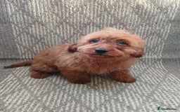 Cavapoo dogs for sale: Red cavapoo pups - Advert 18