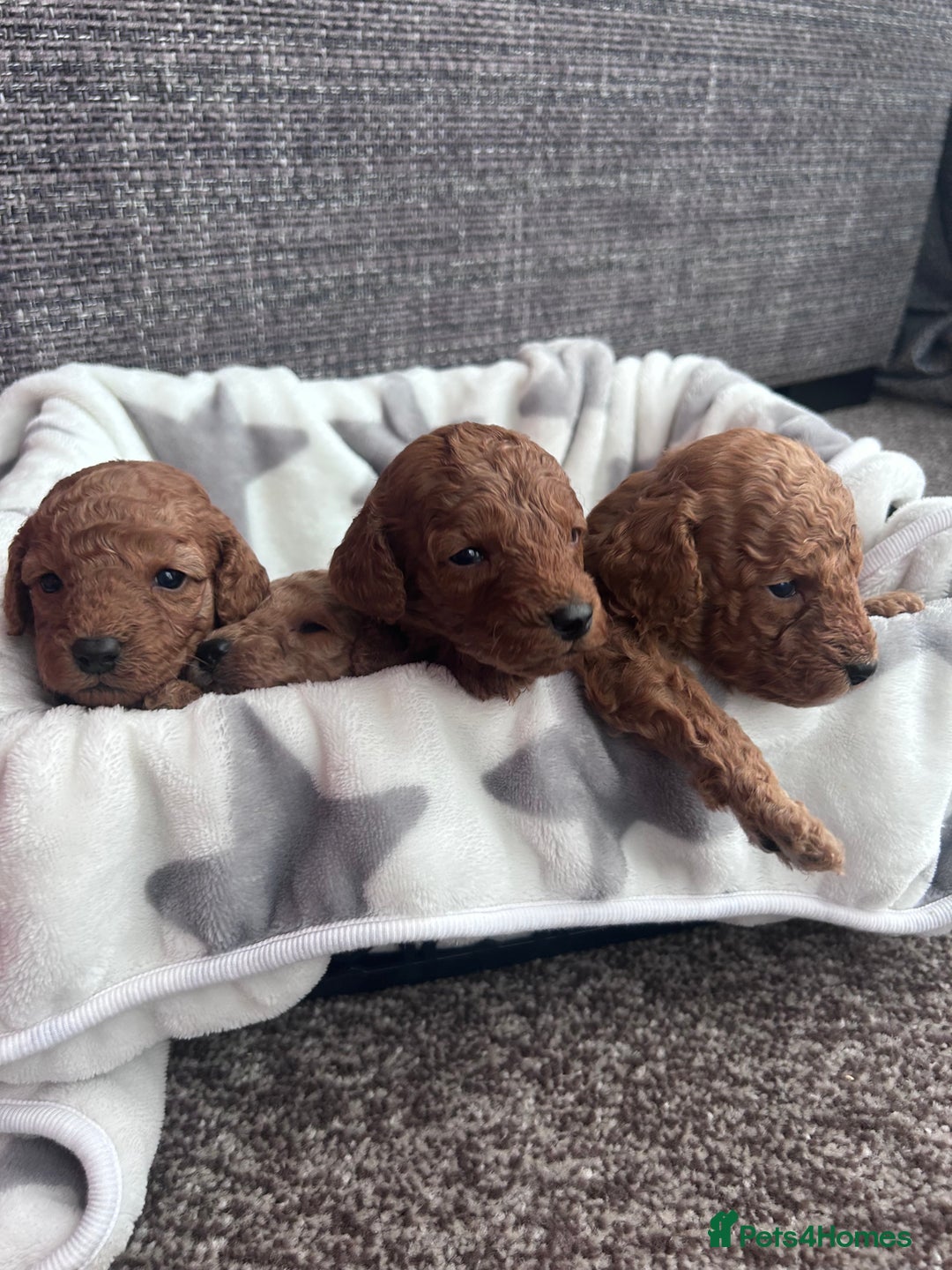 Miniature Poodle dogs for sale: Miniature poodles - Advert 17