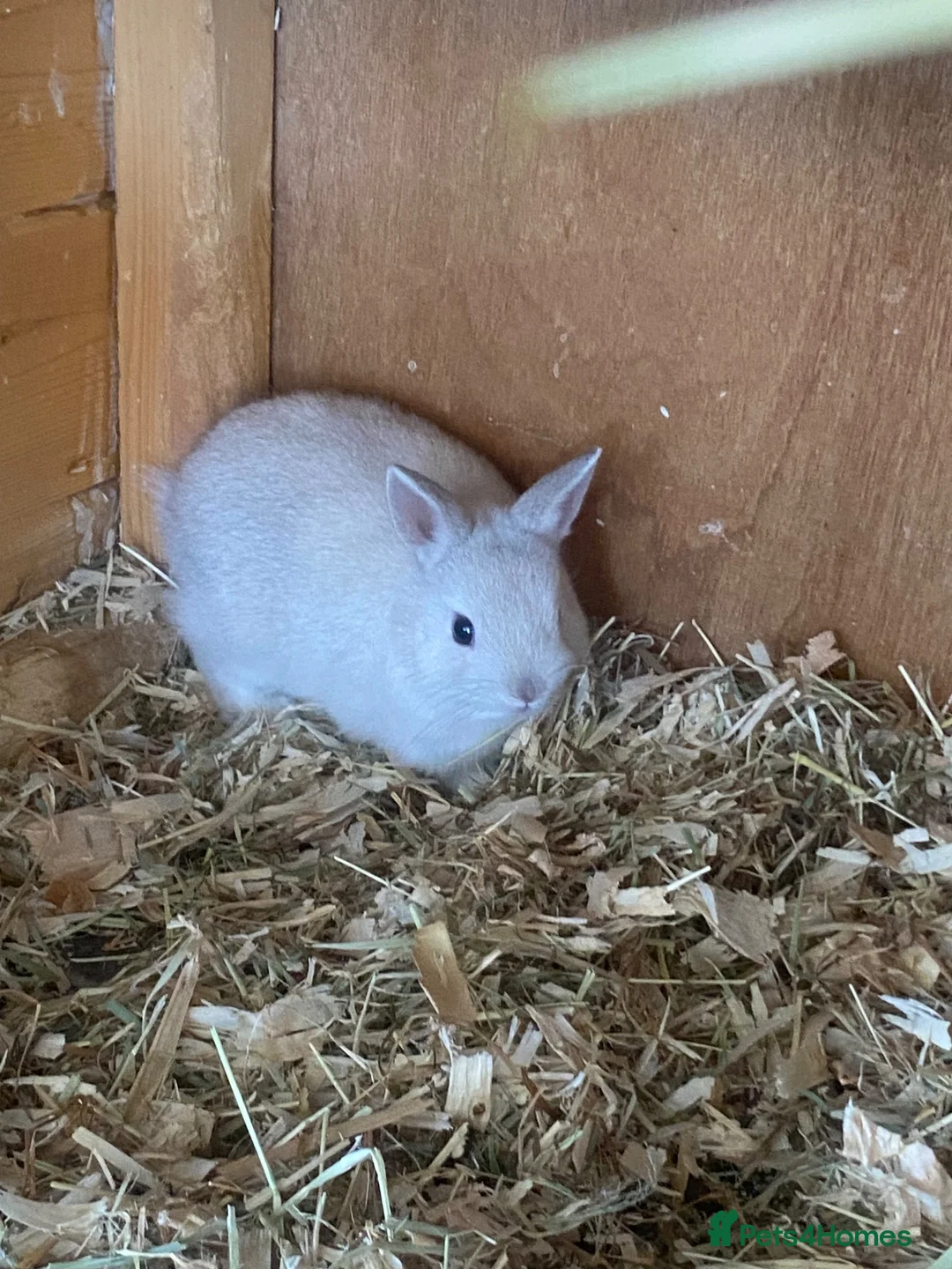 Netherland Dwarf rabbits for sale: Beautiful baby Netherland dwarfs  - Advert 2