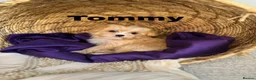 Yorkshire Terrier dogs for sale: BEAUTIFUL GOLDDUST YORKSHIRE TERRIER PUPPIES - Advert 8
