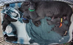 Staffordshire Bull Terrier dogs for sale: Blue Staffordshire Bull Terrier 🐶 Puppies 🐶 - Image 16