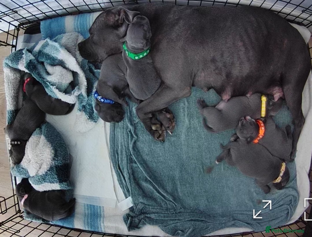 Staffordshire Bull Terrier dogs for sale: Blue Staffordshire Bull Terrier 🐶 Puppies 🐶 - Image 16
