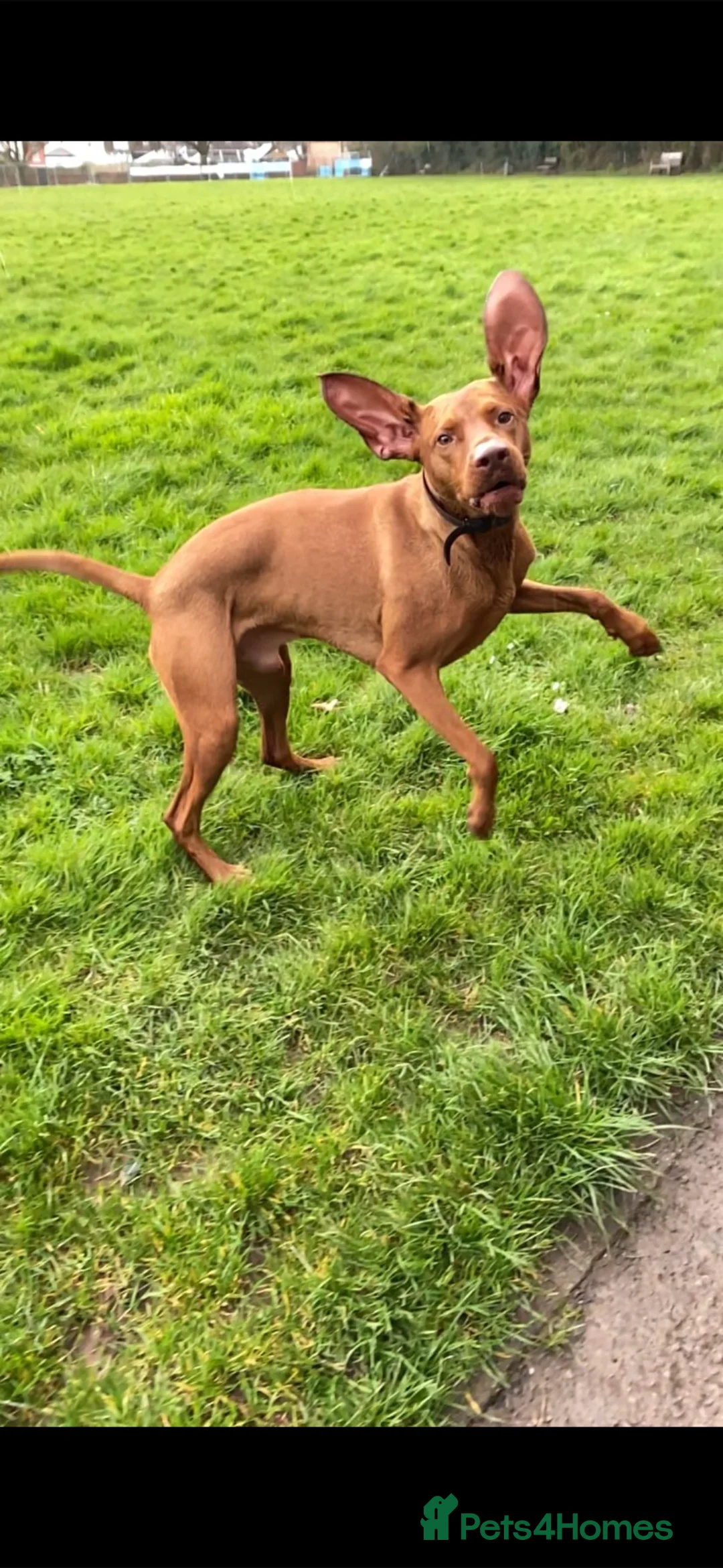 Hungarian Vizsla dogs for stud: KC Hungarian Vizsla  - Advert 3