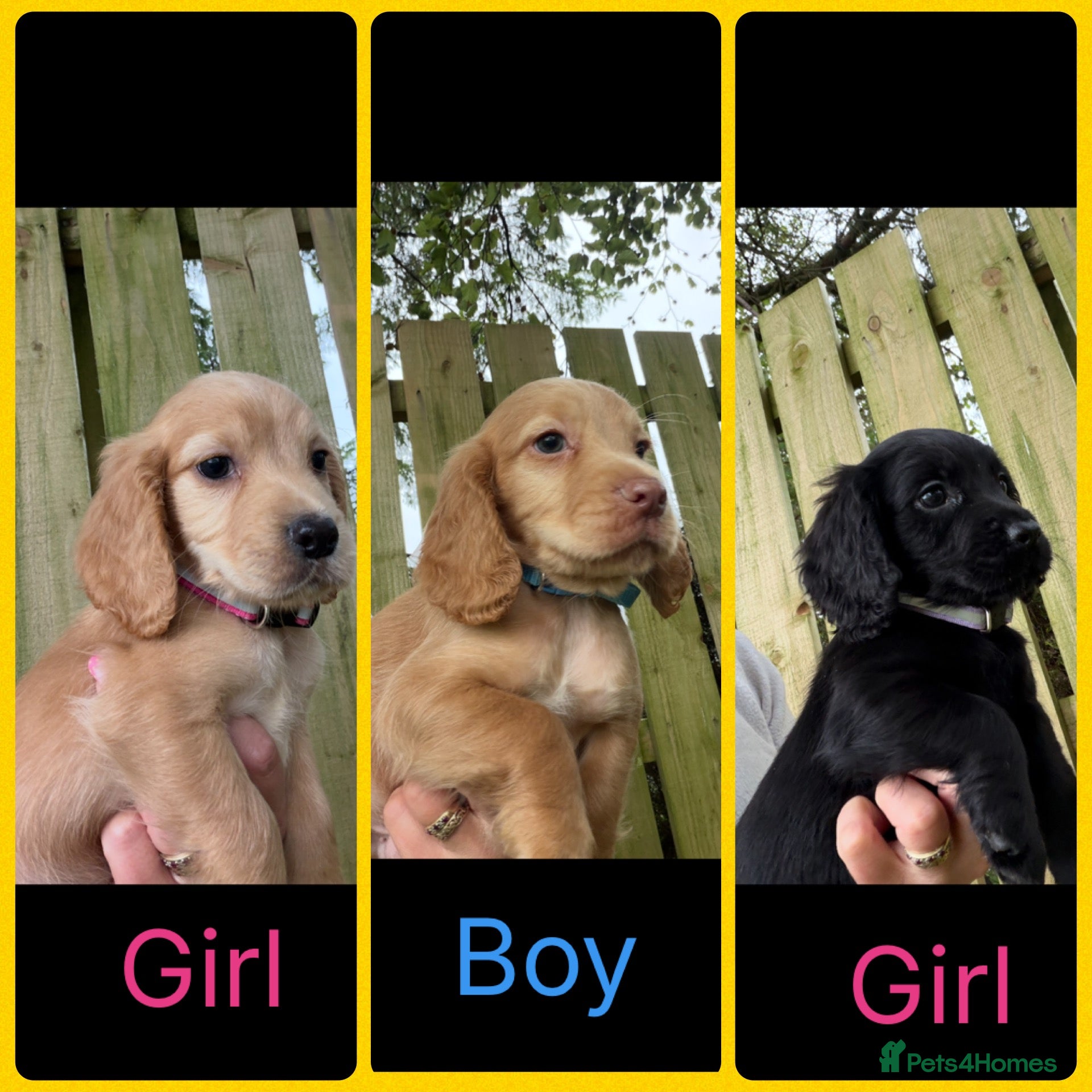 Cocker Spaniel dogs KC Registered Cocker Spaniels - Advert 1