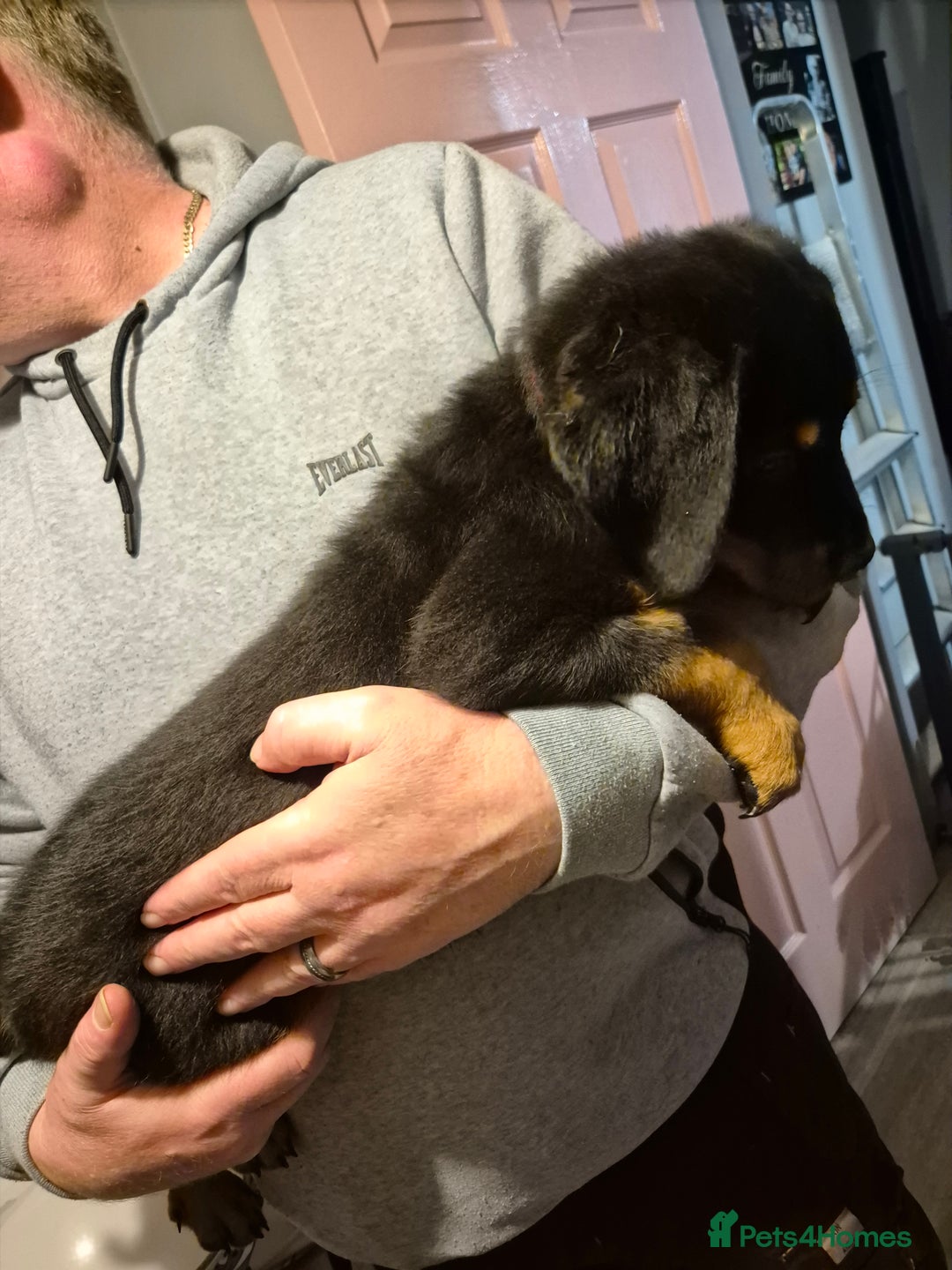 Rottweiler dogs for sale: One beautiful rottweiler boy - Advert 6