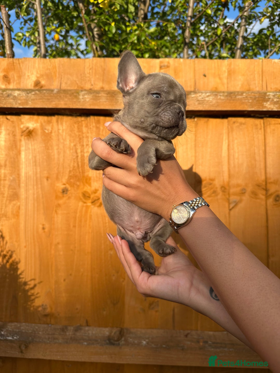 French Bulldog dogs for sale: Frenchies for sale <3 - Image 16