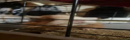 Guinea Pig rodents for sale: Two Female Guinea Pigs in Northwich - Advert 2