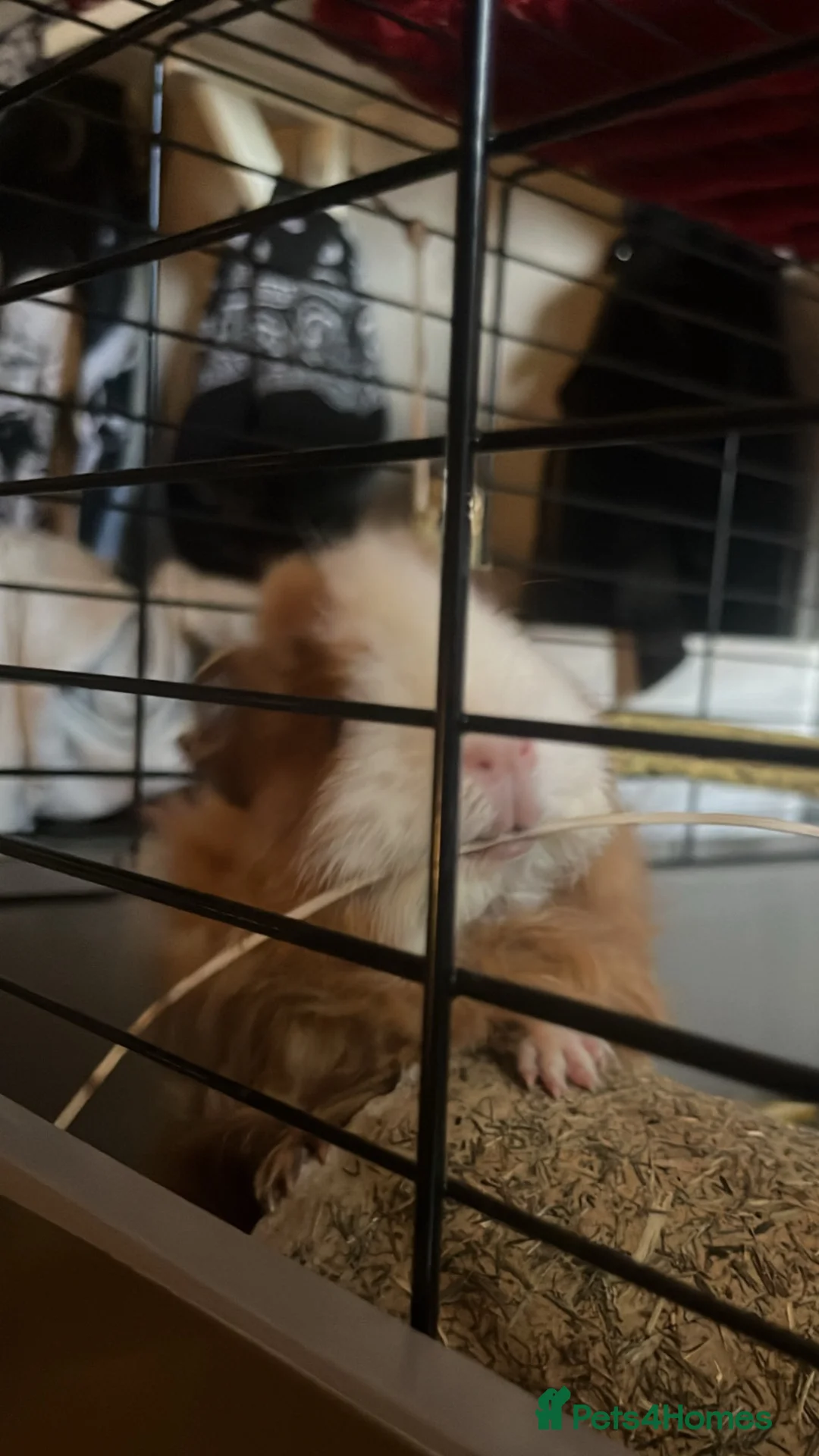 Guinea Pig rodents for sale: Two Female Guinea Pigs in Northwich - Advert 2