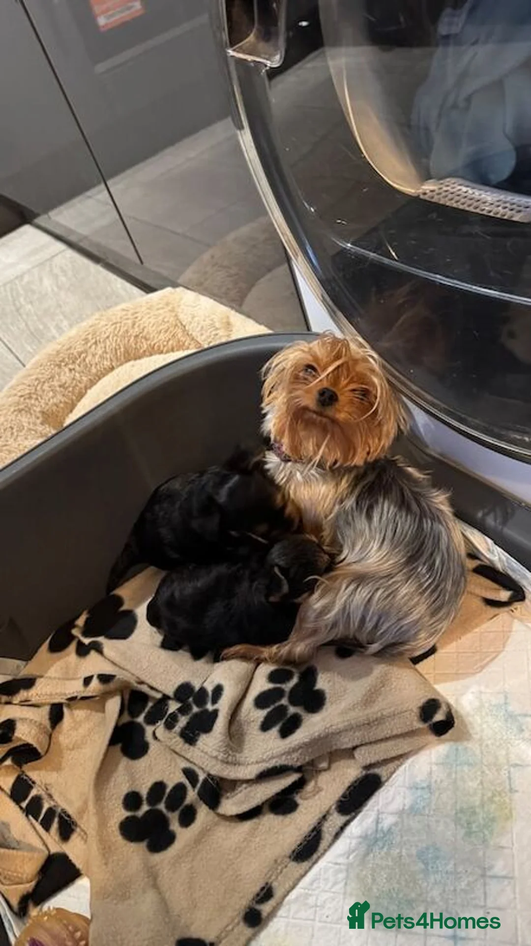 Yorkshire Terrier dogs for sale:  Yorkie Puppies Available  - Advert 2
