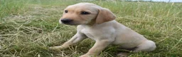 Labrador Retriever dogs for sale: Stunning Working Pedigree Labrador Puppies  - Advert 4