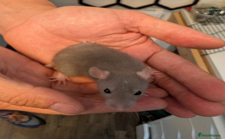 Rat rodents - Advert 1