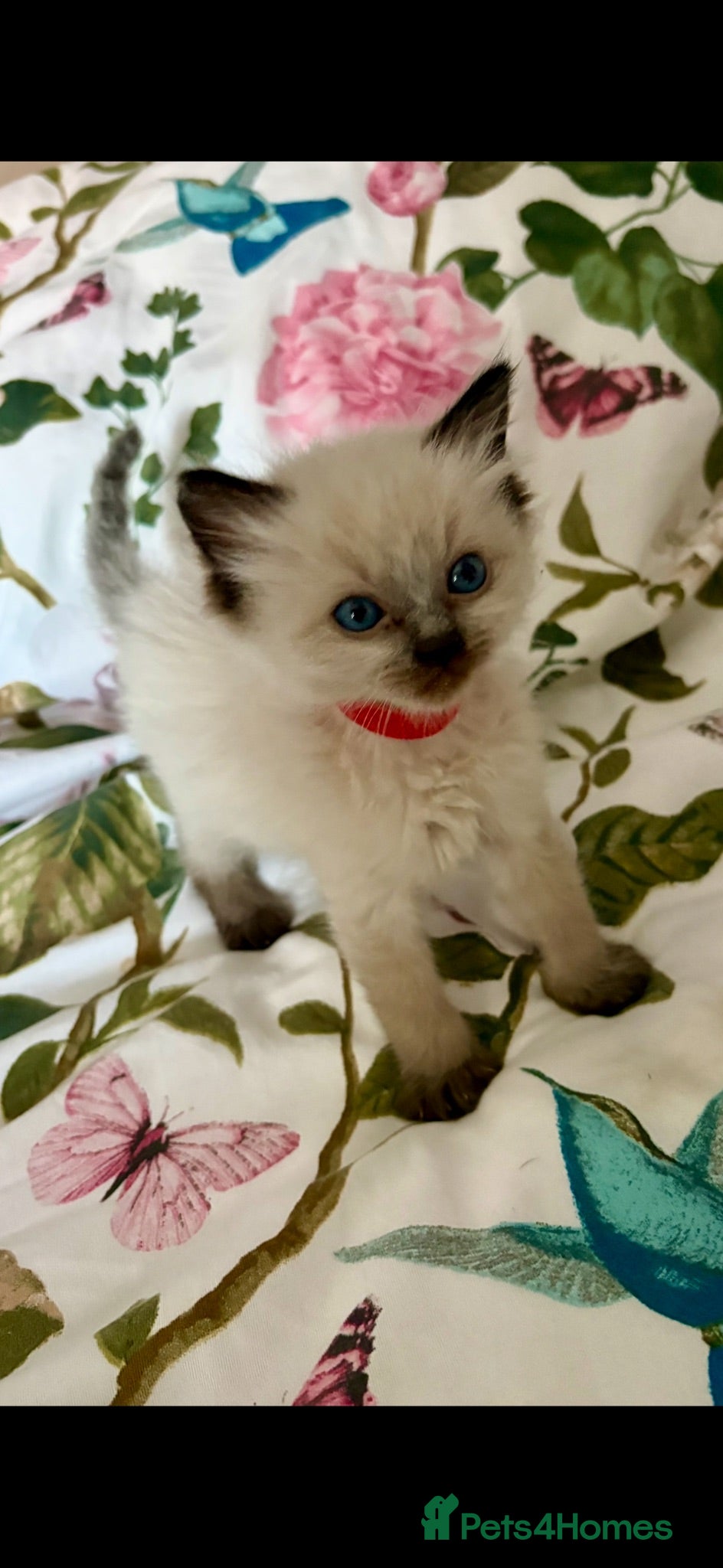 Ragdoll cats 🩷💙 Stunning GCCF kittens 💜❤️ - Advert 1