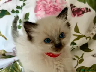 Ragdoll cats 🩷💙 Stunning GCCF kittens 💜❤️ - Advert 1