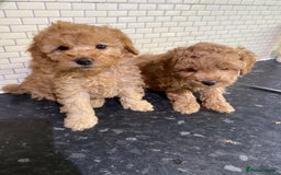 Toy Poodle dogs for sale: Toy Poodle Pups 5 🌟 Council License  - Image 13