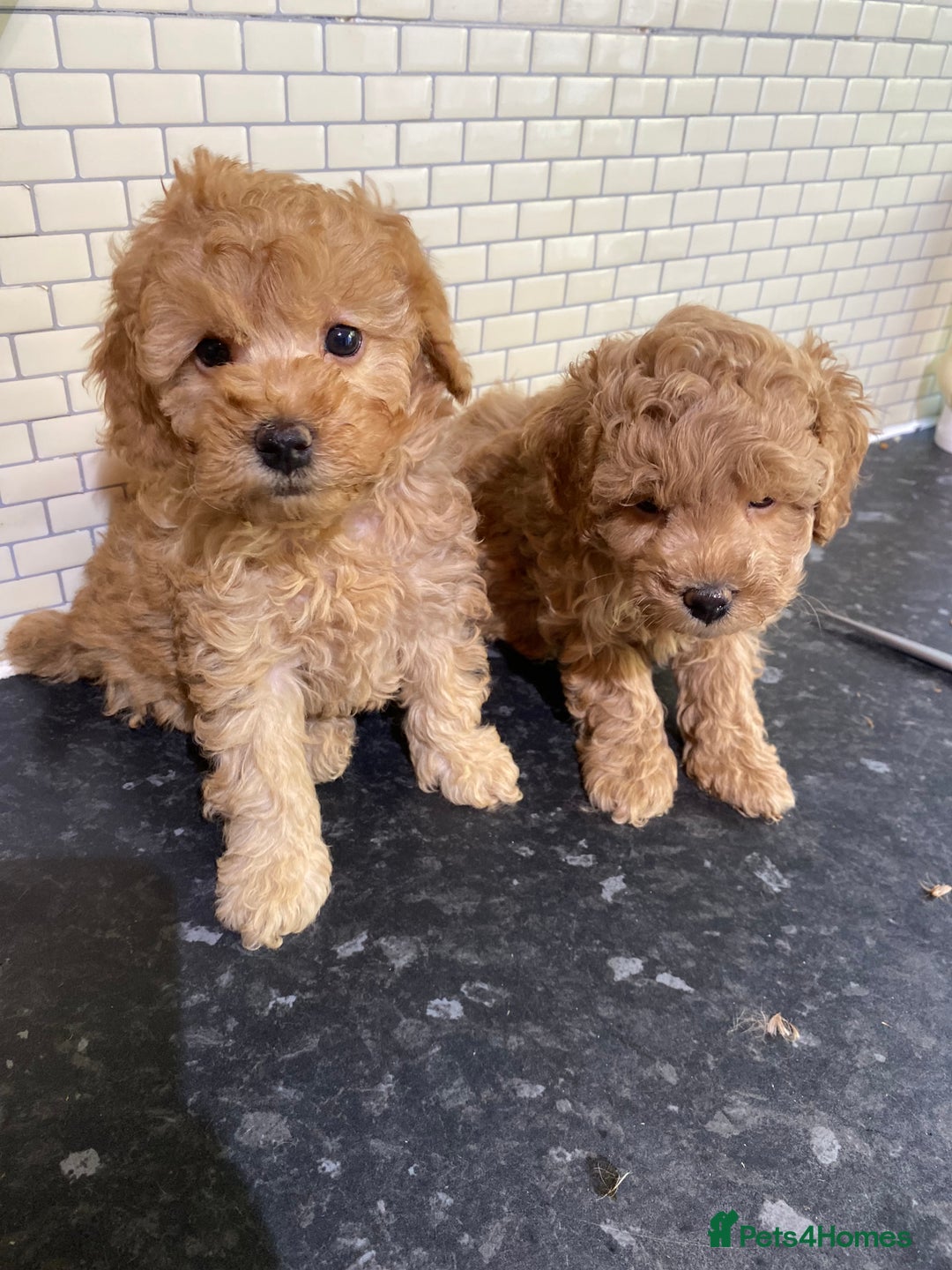 Toy Poodle dogs for sale: Toy Poodle Pups 5 🌟 Council License  - Image 13