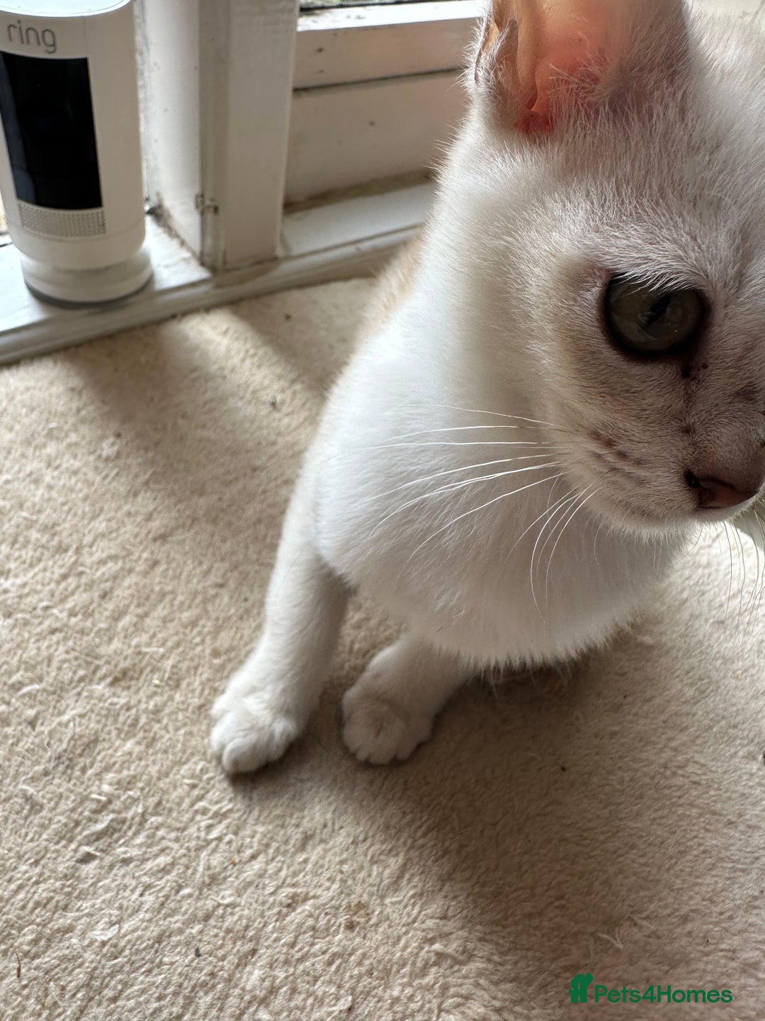 Asian cats for sale: GCCF reg Pedigree Kittens  - Image 5