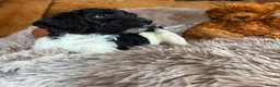 Sproodle dogs for sale: Sproodles - Advert 26