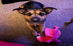 Patterjack dogs for stud: Patterjack stud - Image 10