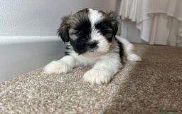 Lhasa Apso dogs for sale: 4 Lhasa Apso babies  - Image 2