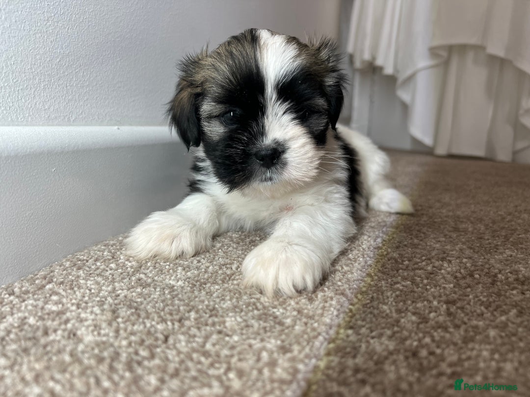 Lhasa Apso dogs for sale: 4 Lhasa Apso babies  - Image 2