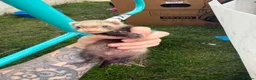 Ferret rodents for sale: Stunning Ferret. Kits  - Advert 12