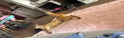 Mixed Breed dogs for adoption: Meet Peanut, currently residing in Torquay in Torquay - Advert 5