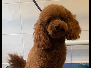 Toy Poodle dogs in Northwich - Advert 33