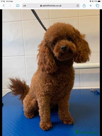 Toy Poodle dogs in Northwich - Advert 5
