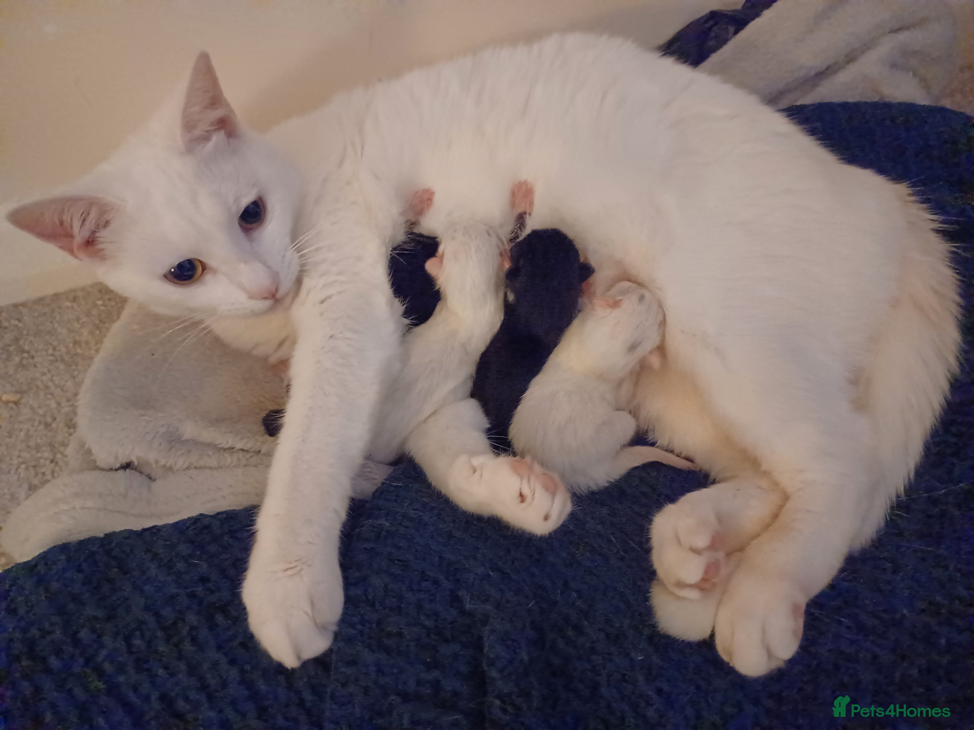 British Shorthair cats Kittens For Sale - Advert 2