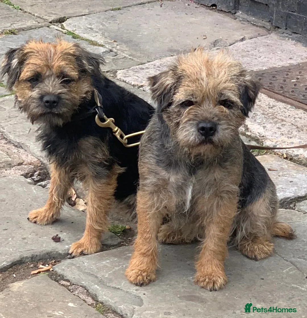 Border Terrier dogs for sale: OUTSTANDING BORDER TERRIER PUPPIES  in Liverpool - Advert 4