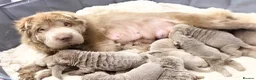 Shar Pei dogs for sale: Fifty Shades Of Lilac Sharpie Pups (5 Boys/3 Girl) - Advert 3