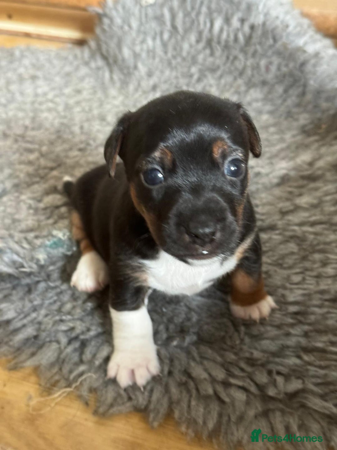 Jack Russell dogs for sale: Proper jack Russell pups  - Advert 2