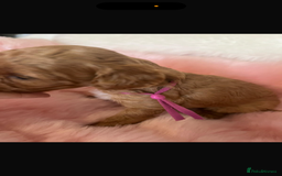 Cavapoo dogs for sale: Top quality F1b toy cavapoos  - Image 13