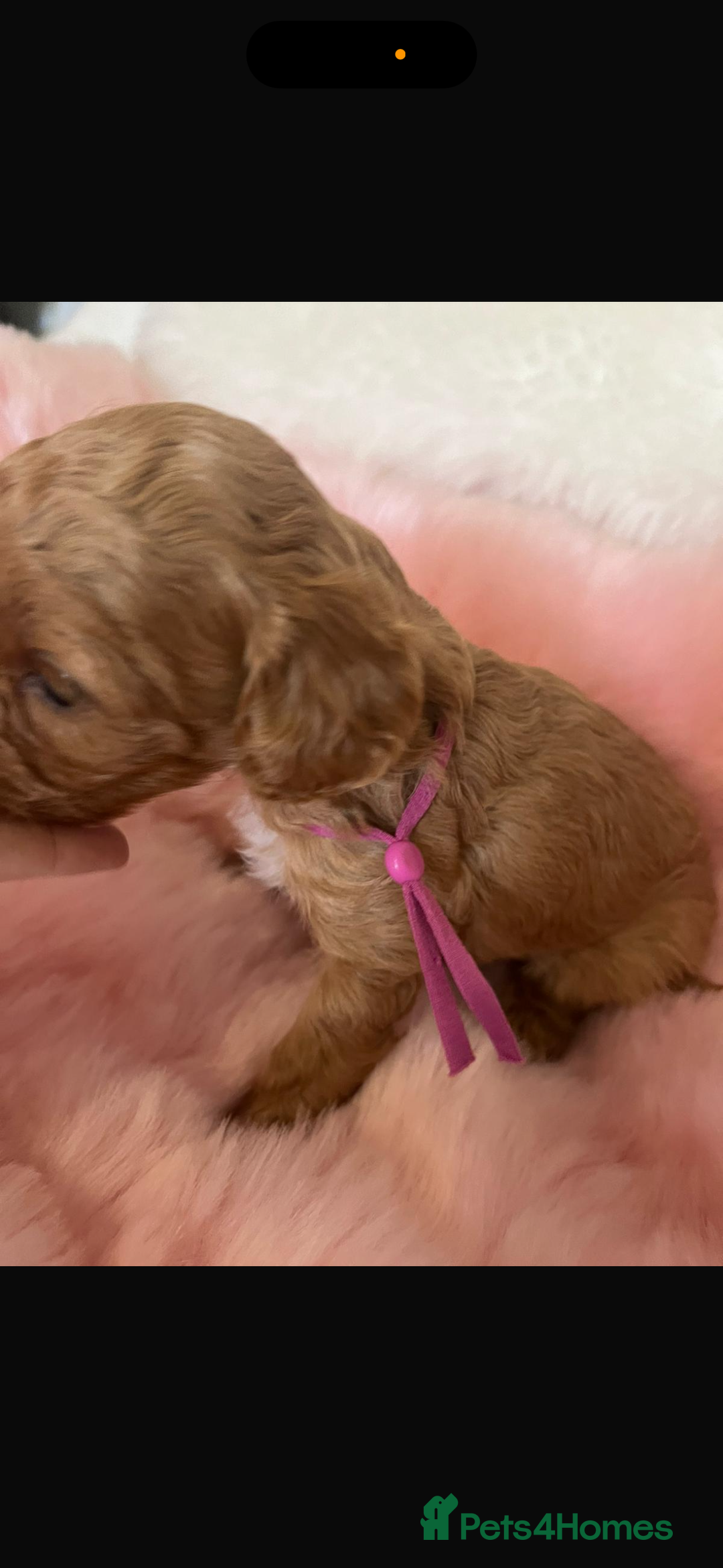 Cavapoo dogs for sale: Top quality F1b toy cavapoos  - Image 13