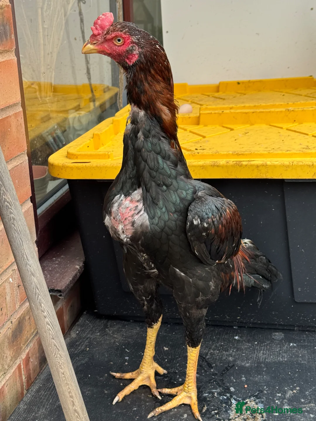 Chickens poultry for sale: Aseel Eggs - Eating/Hatching Heavyweight Bloodline in Manchester - Advert 1