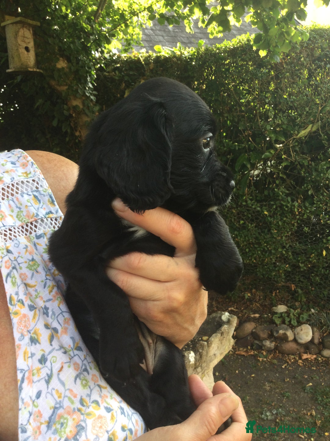 Cocker Spaniel dogs for sale: Working Cocker Spaniel Pups - Image 8