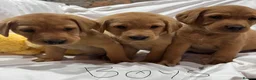 Labrador Retriever dogs for sale: Fox red Labradors pups - Advert 18