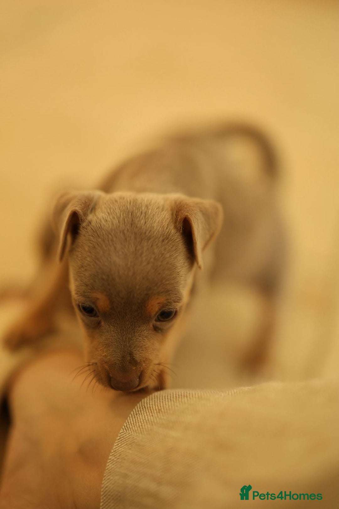 Jack Russell dogs for stud: Chocolate and tan short legged stud in Herne Bay - Advert 10