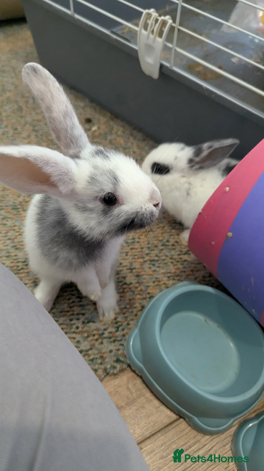Mixed Breed rabbits for sale: 2 X Baby Rabbits (Lop) in Southampton - Advert 4