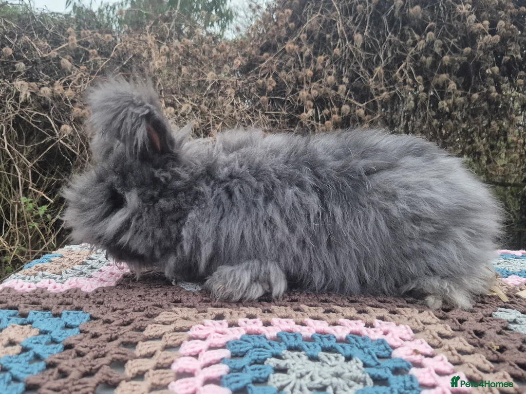 Angora rabbits for sale: 🖤 Black smoke boy-READY NOW- FULL FACED ANGORA 🖤 - Advert 4