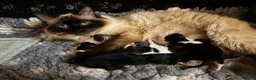 Ragcoon cats for sale: Big Fluffy mixed breed kittens !  - Advert 4