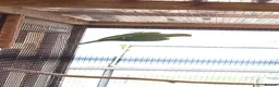 Ringnecks birds for sale: Green Indian ringneck parakeets £150 each in Sandbach - Advert 2